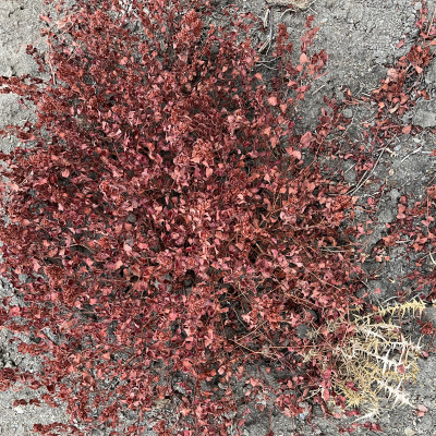 Acogonum